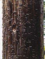 La viscosité du bitume